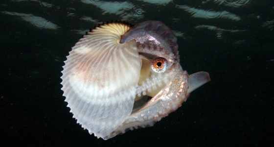 Scientists solve millennia-old mystery about the argonaut octopus : Not Exactly Rocket Science